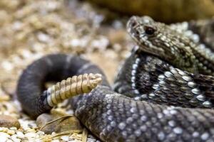 serpente a sonagli, crotalo atrox. occidentale diamante. pericoloso serpente. foto