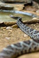 serpente a sonagli, crotalo atrox. occidentale diamante. pericoloso serpente. foto