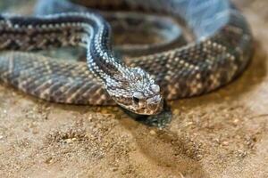 serpente a sonagli, crotalo atrox. occidentale diamante. pericoloso serpente. foto
