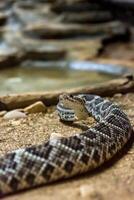 serpente a sonagli, crotalo atrox. occidentale diamante. pericoloso serpente. foto