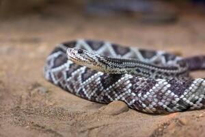 serpente a sonagli, crotalo atrox. occidentale diamante. pericoloso serpente. foto