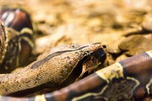 boa costrittore serpente jiboia nel vicino su foto