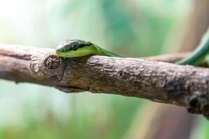 filodria baroni, serpente. foto