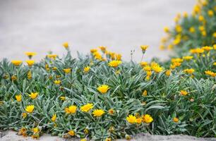 giallo fiori nel un' letto di fiori nel Cipro 1 foto