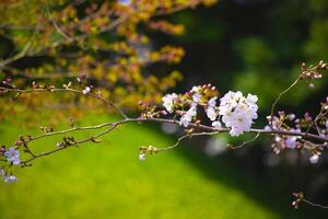 ciliegia fiorire a koishikawa kourakuen parco nel tokyo palmare avvicinamento foto