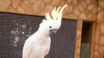 pappagalli, cresta gialla bianca cacatua foto