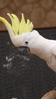 pappagalli, cresta gialla bianca cacatua foto