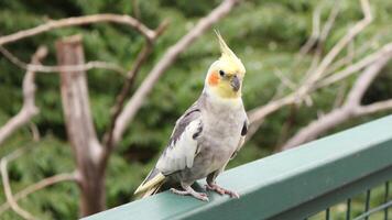 un' piccolo pappagallo uccello quello è in primis trovato nel voliera foto