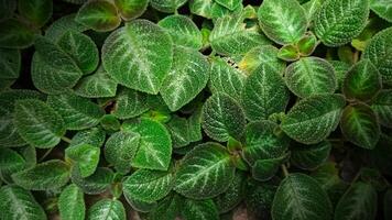 episcia, 'sfalera' specie episcia. foto