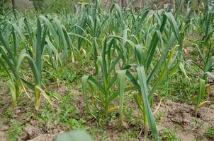 cipolla verde le foglie in crescita nel il giardino foto