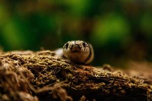 serpente lampropeltis getula californiae foto