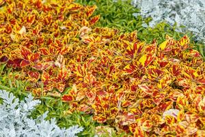 autunno bellissimo cespugli impianti coleus viola foto