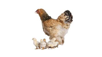 pollo animale fascio isolato su un' bianca sfondo come trasparente foto