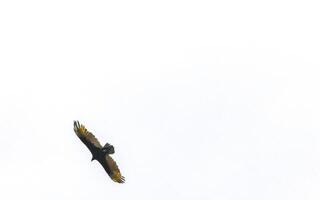 volante avvoltoio aquila uccello di preda nel blu cielo Messico. foto