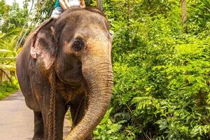 sri lanka tempio elefante elefante cavalcate bentota spiaggia sri lanka. foto