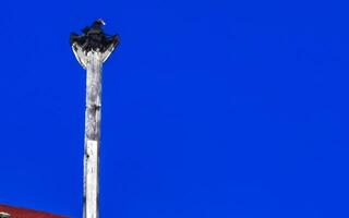 volante avvoltoio aquila uccello di preda nel blu cielo Messico. foto