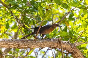 grande dalla coda grackle uccello si siede su palma albero pianta ramo foglia palapa tetto natura Messico. foto