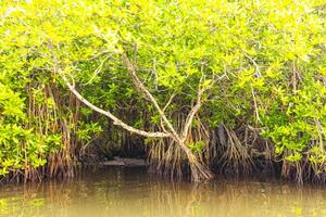 barca safari attraverso mangrovia giungla bentota ganga fiume bentota spiaggia sri lanka. foto