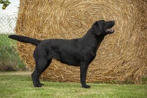 labrador cane in posa 20 foto