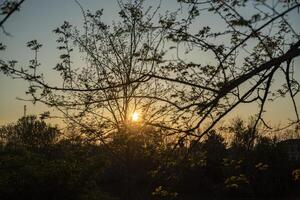 Visualizza di un' tramonto fra il alberi nel primavera foto