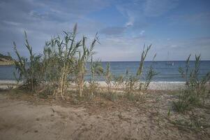 erba di pampa sulla spiaggia foto