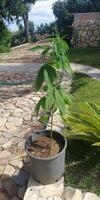 marijuana pianta su il pentola nel il giardino foto