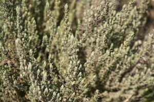 lavanda pianta struttura 3 foto