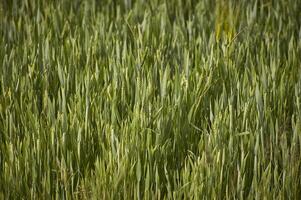 consistenza di un campo di orzo foto