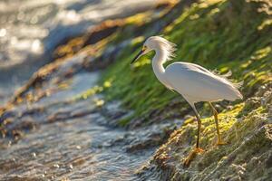 bubulco ibis nel domenicano spiaggia 11 foto