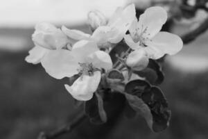 fiori all'inizio della primavera foto