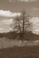 natura sfondo foto