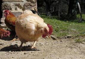 ottenere vicino per un' pollo all'aperto su un' azienda agricola foto