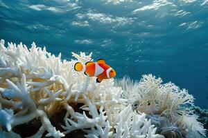 pesce pagliaccio nuoto vicino sbiancato corallo scogliera. foto