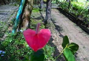 rosso e verde le foglie nel il giardino foto