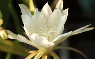 epiphyllum fiore avere latino di nome epiphyllum oxypetalum. epiphyllum fiore a partire dal cactaceae famiglia. epiphyllum fiore o wijayakusuma ha bianca colore. Questo pianta crescere nel il giardino foto