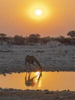 giraffa potabile acqua nel il etosha nazionale parco nel namibia nel Africa. foto