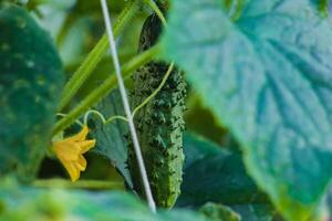 fioritura cetriolo nel il giardino foto