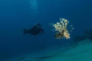 pesce leone nel mar rosso pesce colorato, eilat israele foto