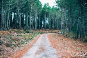 sentiero nel bosco foto