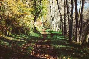 pietra del percorso di legno foto