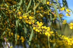 bellissimo luminosa giallo peloso mimosa fiori avvicinamento. fioritura mimosa albero nel presto primavera onde su vento. soleggiato primavera giorno foto