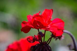 rosso geranio vicino su nel il giardino con verde sfondo foto