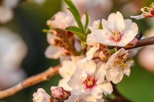 mandorla fiorire su un' azienda agricola nel Cipro nel primavera 6 foto