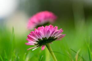 Due fiori di bianca e rosa magarita bellissimo e delicato su un' sfocato erba sfondo 4 foto