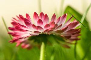 bianco-rosa magarita fiore è bellissimo e delicato su un' sfocato erba sfondo 9 foto