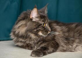 bellissimo giovane Maine coon con un' verde sfondo 2 foto