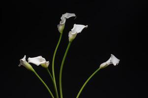 bianca cala giglio al di sopra di buio sfondo, bellissimo bianca fiore su nero sfondo 4 foto