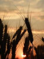 Grano avvicinamento a tramonto foto