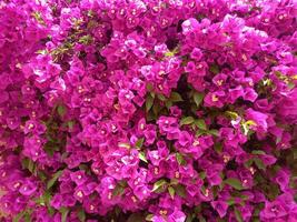 viola bouganville fiori fioritura nel il giardino foto