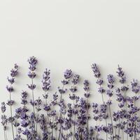 lavanda fiori contro bianca parete foto